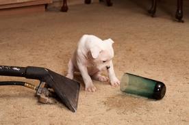 Carpet Cleaning